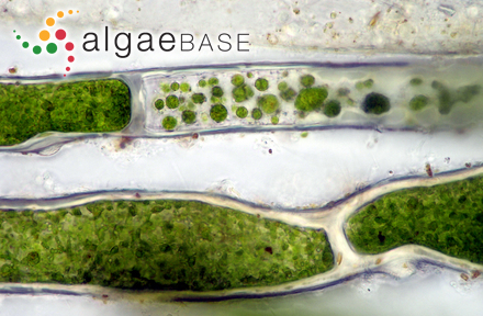 Aegagropila brownii (Dillwyn) Kützing