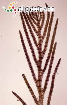 Xiphosiphonia pennata (C.Agardh) Savoie & G.W.Saunders