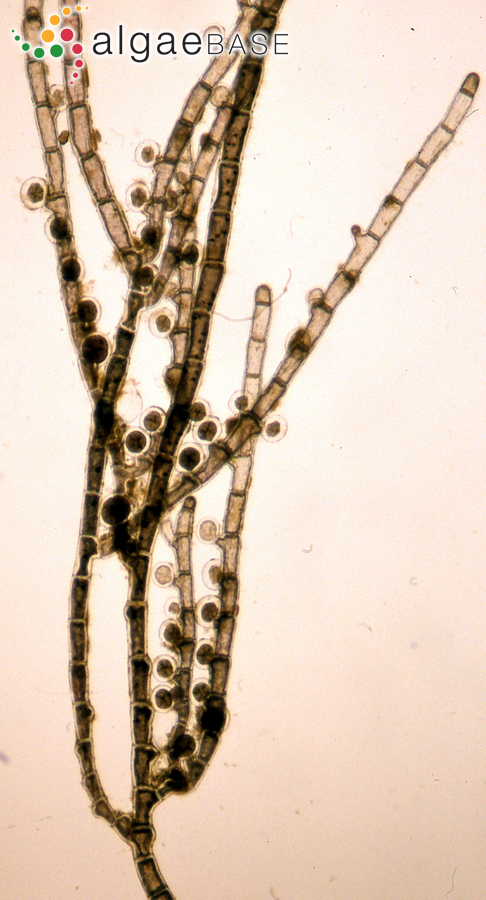 Ptilothamnion sphaericum (P.Crouan & H.Crouan ex J.Agardh) Maggs & Hommersand