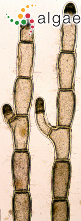 Ptilothamnion sphaericum (P.Crouan & H.Crouan ex J.Agardh) Maggs & Hommersand