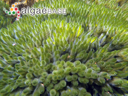 Codium tomentosum Stackhouse