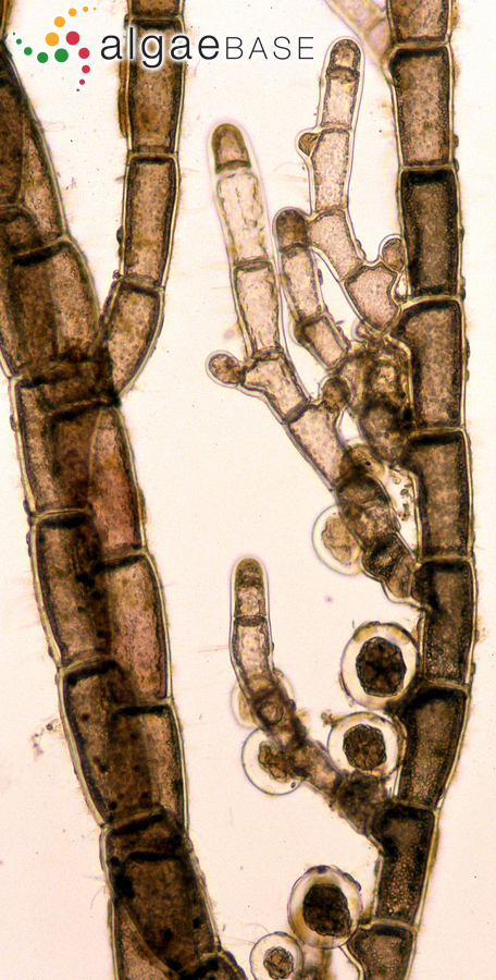 Ptilothamnion sphaericum (P.Crouan & H.Crouan ex J.Agardh) Maggs & Hommersand