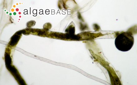 Peyssonnelia foliosa Womersley