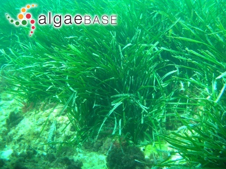 Posidonia oceanica (Linnaeus) Delile