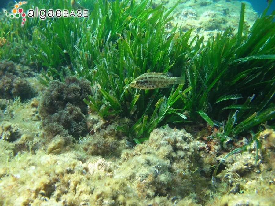 Posidonia oceanica (Linnaeus) Delile