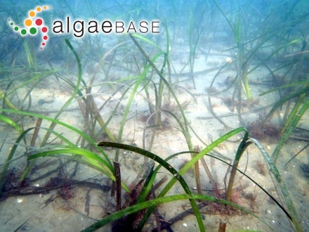 Zostera marina Linnaeus