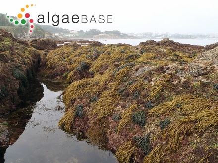 Bifurcaria bifurcata R.Ross