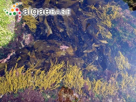 Bifurcaria bifurcata R.Ross
