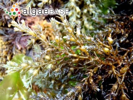 Ericaria selaginoides (Linnaeus) Molinari & Guiry