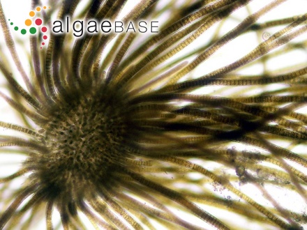 Melobesia melobesioides (Foslie) Lemoine