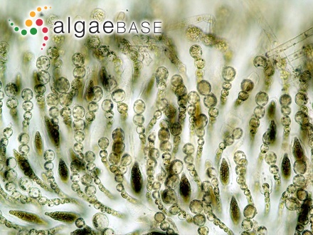 Eudesme virescens (Carmichael ex Berkeley) J.Agardh