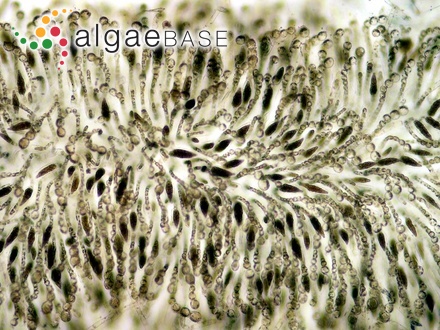 Eudesme virescens (Carmichael ex Berkeley) J.Agardh