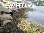 Fucus ceranoides Linnaeus