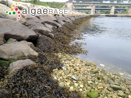 Fucus ceranoides Linnaeus