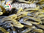 Fucus ceranoides Linnaeus