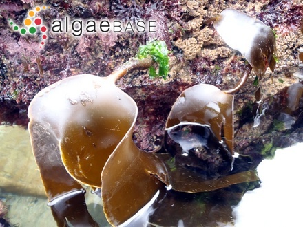 Laminaria hyperborea (Gunnerus) Foslie