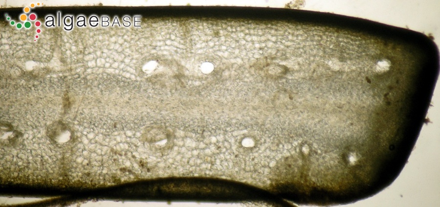 Laminaria hyperborea (Gunnerus) Foslie