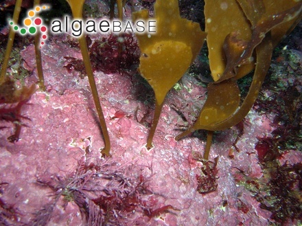 Phyllariopsis brevipes subsp. pseudopurpurascens Pérez-Cirera, Cremades, I.Bárbara, & M.C.López