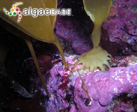 Grateloupia ligulata (Suringar) F.Schmitz