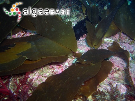 Cryptonemia angusta Okamura
