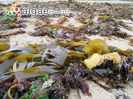 Scytosiphon juergensii C.Agardh