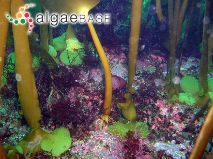 Ulva clathrata f. prostrata Le Jolis