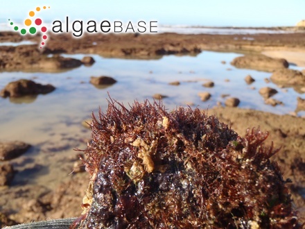 Inkyuleea ballioides (Sonder) H.-G.Choi, Kraft & G.W.Saunders