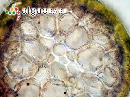Acrosiphonia ochotensis (Tokida) K.L.Vinogradova