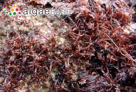 Ciliaria latifolia Stackhouse