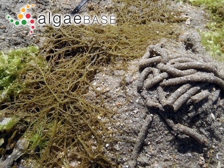 Hypnea musciformis (Wulfen) J.V.Lamouroux