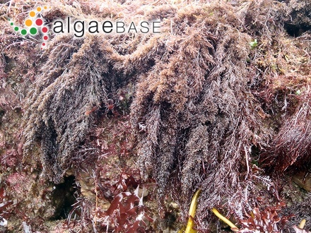Cladophora demissa J.Agardh