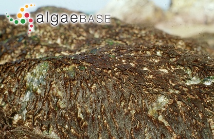 Cladophora pectinella Grunow