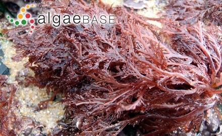 Cladophora catenifera Kützing