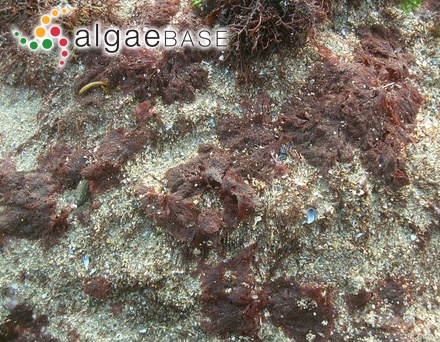 Conferva rivularis Linnaeus