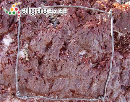Plocamium maggsiae G.W.Saunders & Lehmkuhl