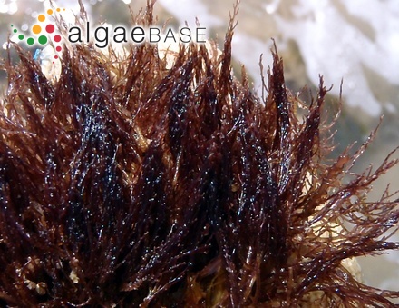 Vertebrata tripinnata (J.Agardh) Kuntze