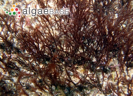 Vertebrata tripinnata (J.Agardh) Kuntze