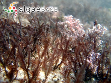 Xiphosiphonia ardreana (Maggs & Hommersand) Savoie & G.W.Saunders