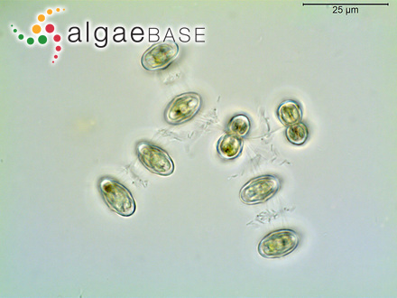 Polysiphonia moestingii (Lyngbye) Sprengel