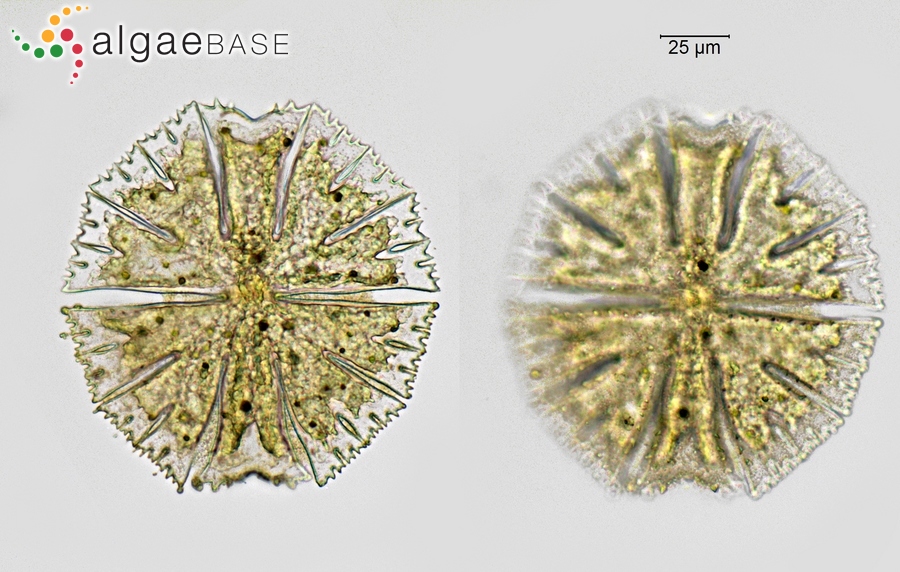 Micrasterias papillifera Brébisson ex Ralfs