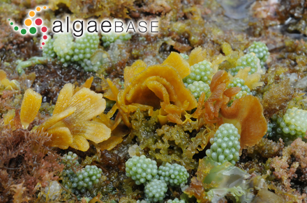 Martensia australis Harvey