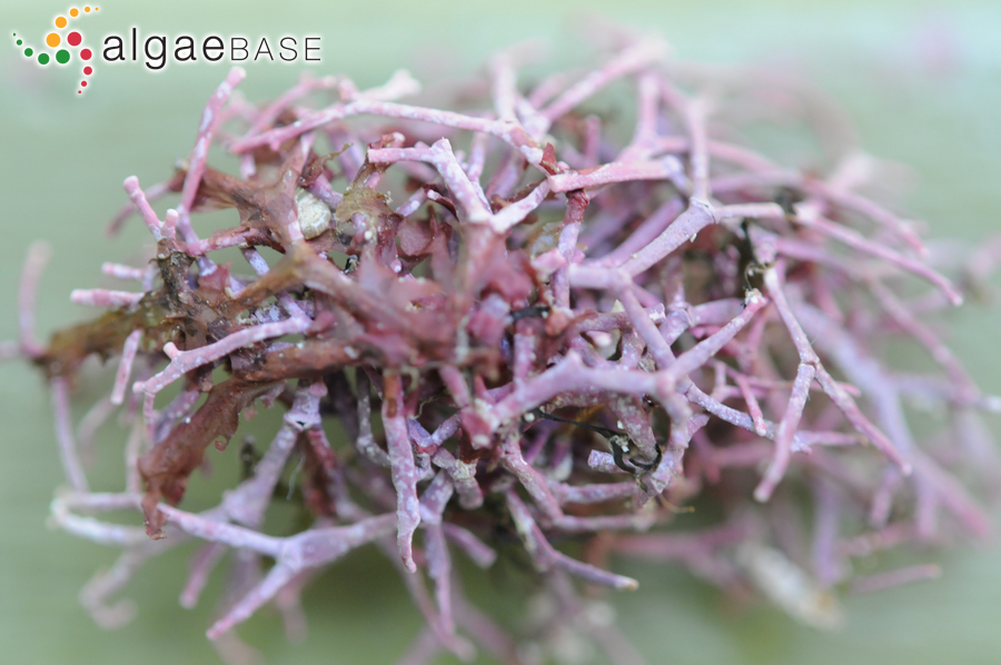 Amphiroa foliacea J.V.Lamouroux