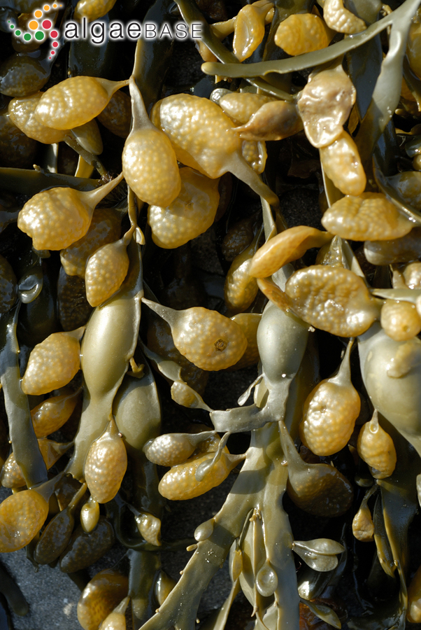 Ascophyllum nodosum (Linnaeus) Le Jolis
