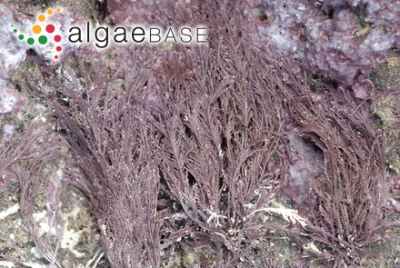 Elachista vellosa Takamatsu