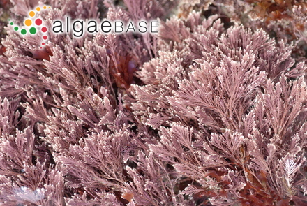 Jania squamata (Linnaeus) J.H.Kim, Guiry & H.-G.Choi