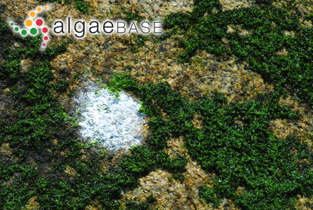 Chnoospora minima (Hering) Papenfuss