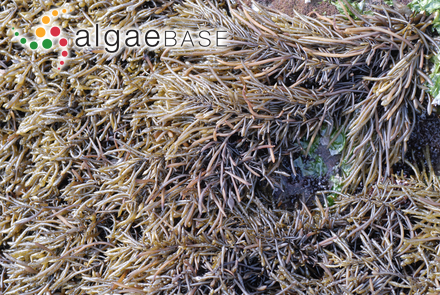 Sargassum fusiforme (Harvey) Setchell