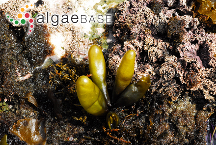 Halosaccion glandiforme (S.G.Gmelin) Ruprecht