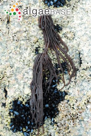 Nemalion elminthoides (Velley) Batters