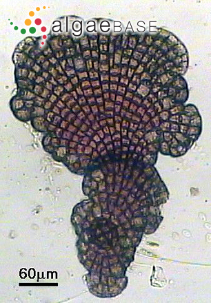 Hydrolithon cruciatum (Bressan) Y.M.Chamberlain